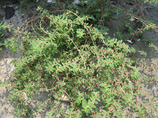 植物提取物新秀 探索地錦草提取物的多元應(yīng)用與市場前景